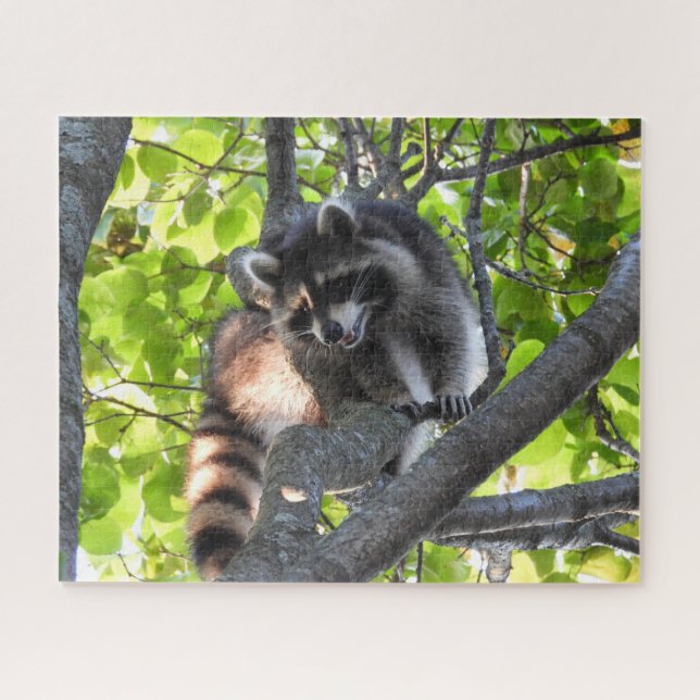 Racoon in a Tree Jigsaw Puzzle (Horizontal)