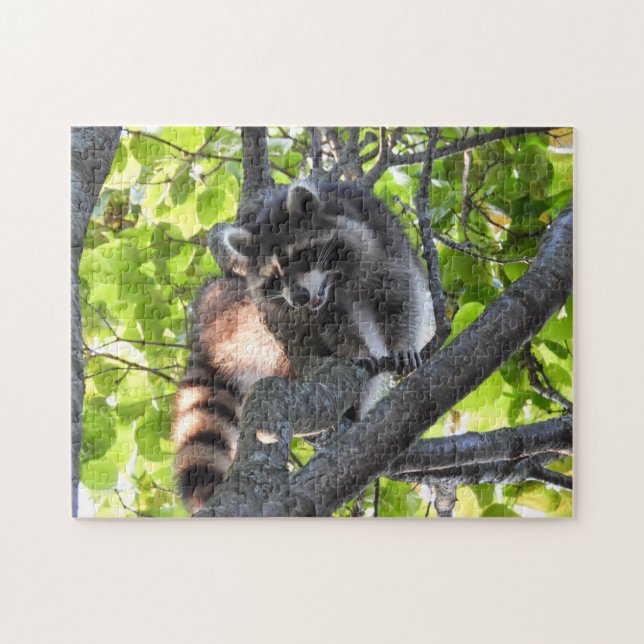 Racoon in a tree jigsaw puzzle (Horizontal)