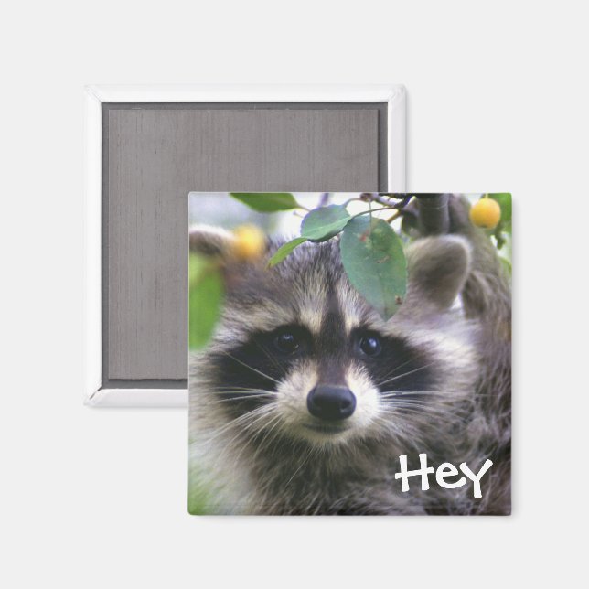 Racoon in Crabapple Tree Magnet (Front/Back)