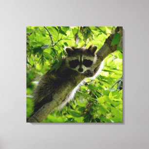 Racoon in Green Tree Cute grey masked racoon Canvas Print