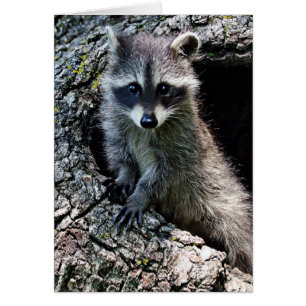 Racoon in the Den