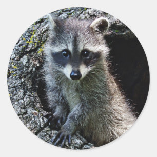 Racoon in the Den Classic Round Sticker