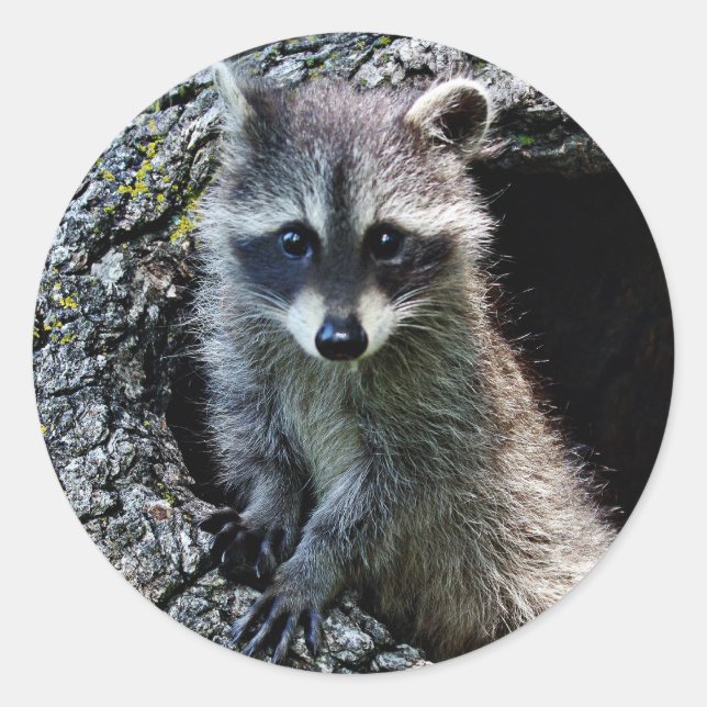 Racoon in the Den Classic Round Sticker (Front)
