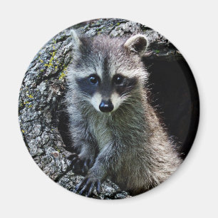 Racoon in the Den Magnet