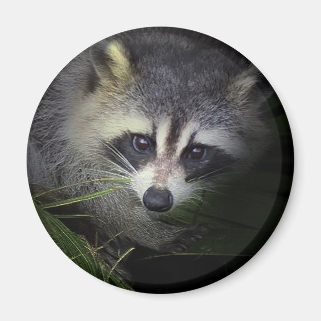 Racoon Magnet (Front)