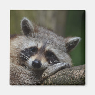 Racoon Magnet