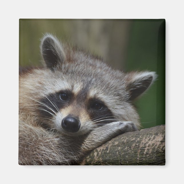 Racoon Magnet (Front)
