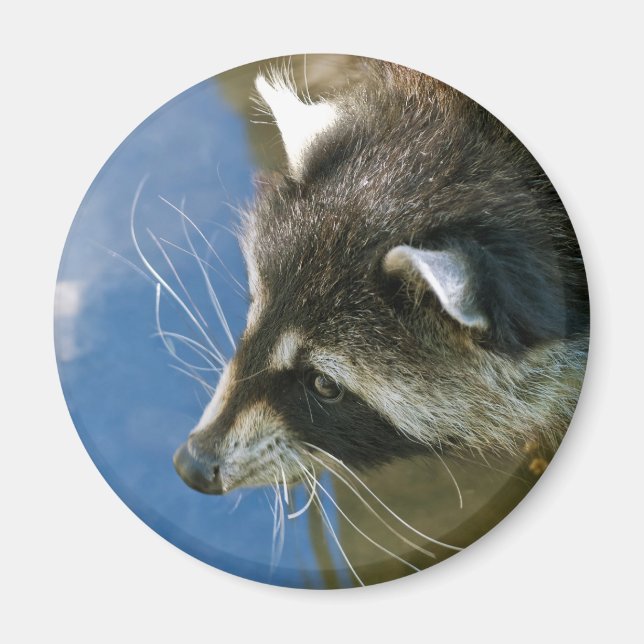 Racoon Magnet (Front)