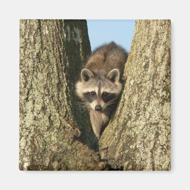 Racoon Magnet (Front)