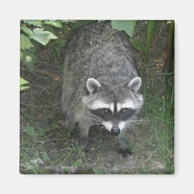 Racoon Magnet (Front)