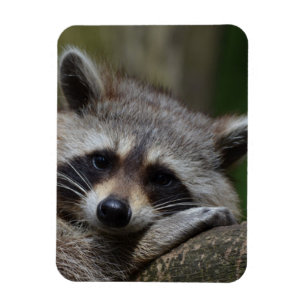 Racoon Magnet