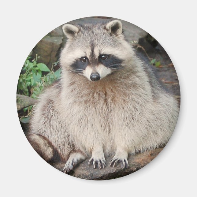 Racoon Magnet (Front)