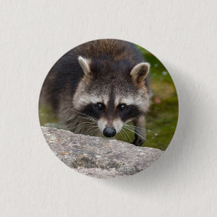 Racoon Makes Direct Eye Contact 3 Cm Round Badge