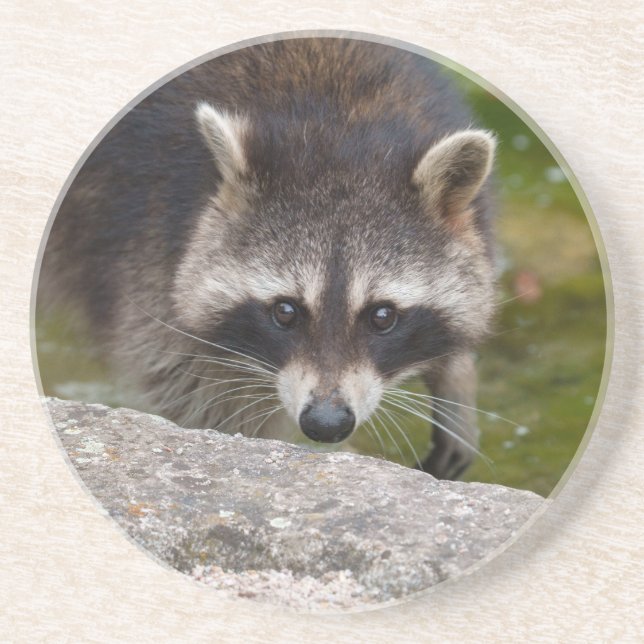 Racoon Makes Direct Eye Contact Coaster (Front)