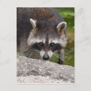 Racoon Makes Direct Eye Contact Postcard