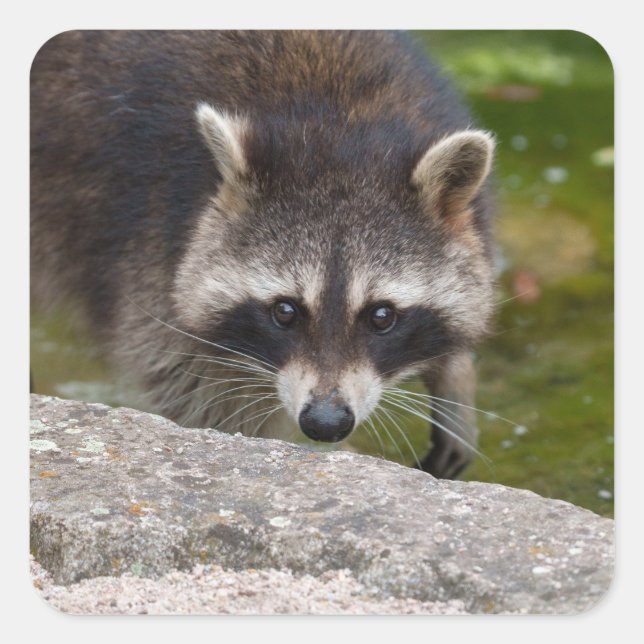 Racoon Makes Direct Eye Contact Square Sticker (Front)