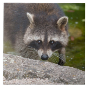 Racoon Makes Direct Eye Contact Tile