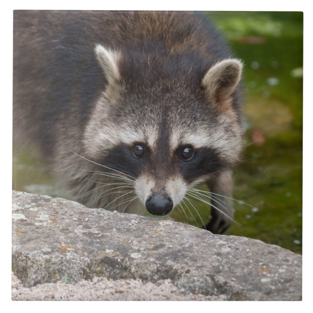 Racoon Makes Direct Eye Contact Tile (Front)