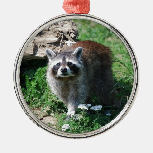 Racoon Metal Tree Decoration (Front)