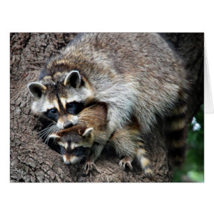 Racoon Mother and Kit