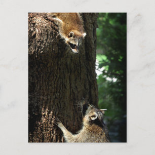 Racoon Mother and Kit 2 Postcard