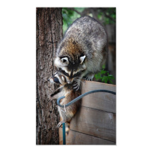 Racoon Mother and Kit 3 Photo Print