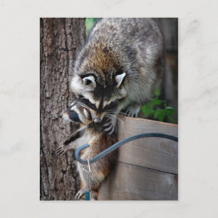 Racoon Mother and Kit 3 Postcard