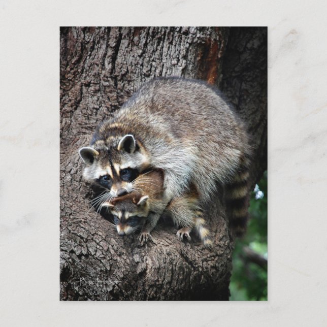 Racoon Mother and Kit Postcard (Front)