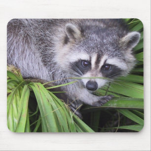Racoon Mouse Pad
