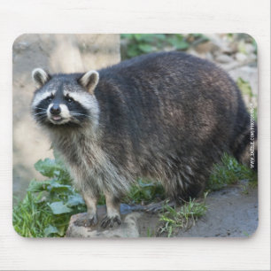 Racoon Mousepad