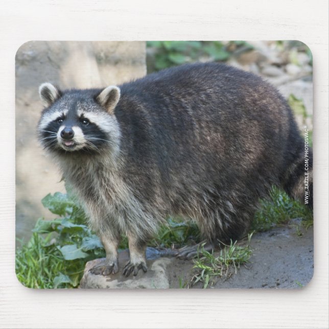 Racoon Mousepad (Front)