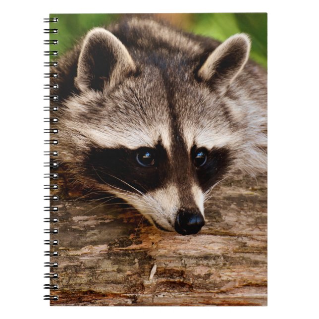 Racoon Notebook (Front)