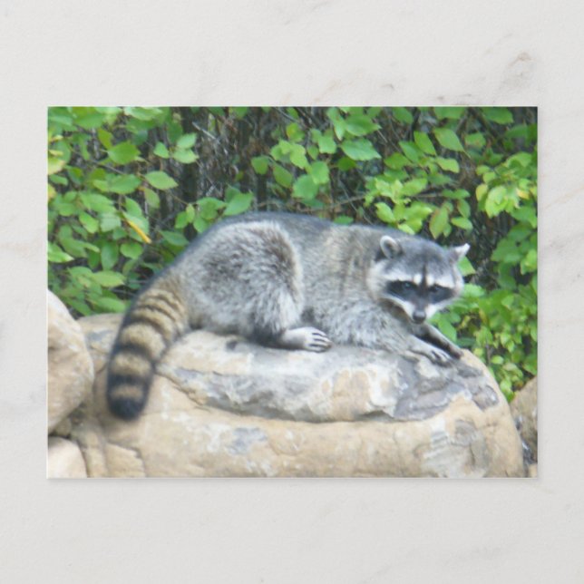 Racoon on rock Postcard (Front)