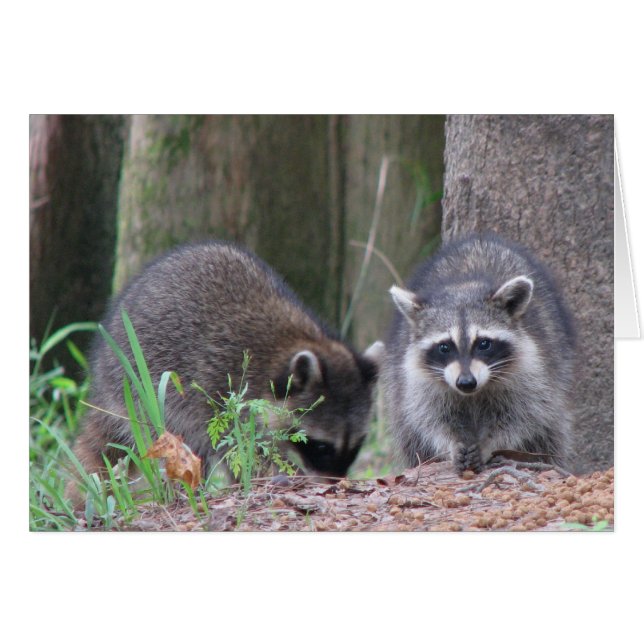 Racoon Pair (Front Horizontal)