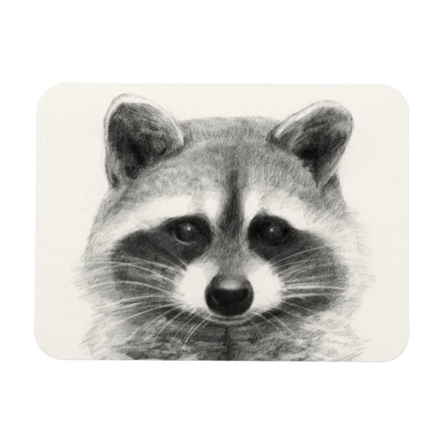 Racoon Pencil Drawing Magnet (Horizontal)