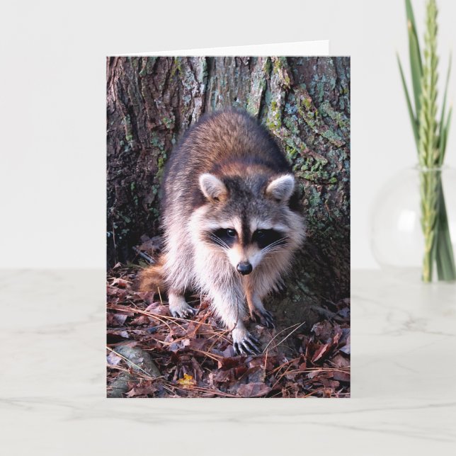 Racoon Photo Card (Front)