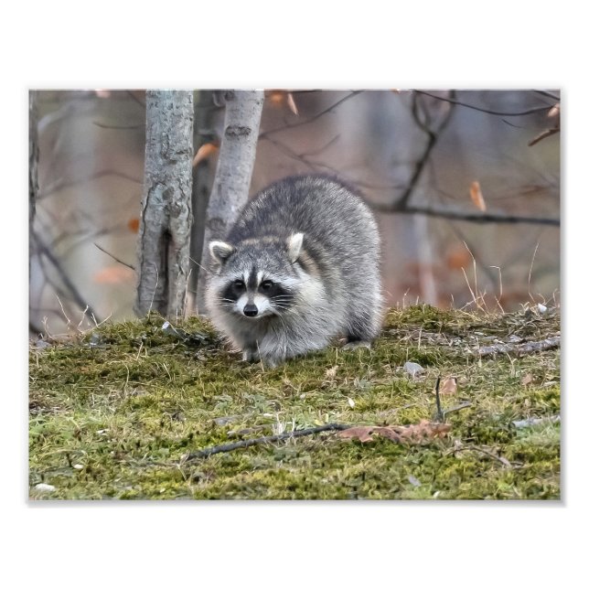 Racoon Photo Enlargement Print (Front)