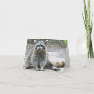Racoon Photo Folded Note Card