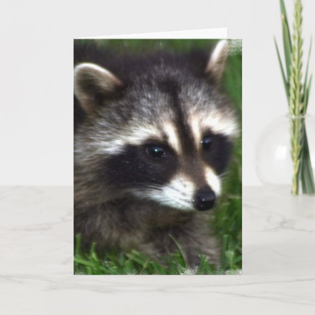 Racoon Photo Greeting Card (Front)