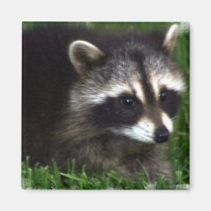 Racoon Photo Magnet