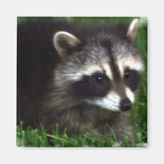 Racoon Photo Magnet