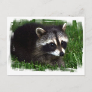Racoon Photo Postcard