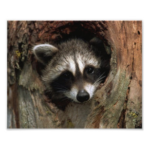 Racoon Photo Print