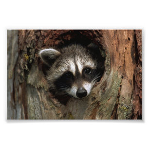 Racoon Photo Print