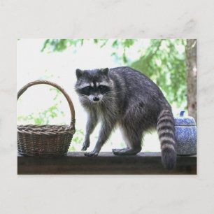 Racoon Picture Postcard