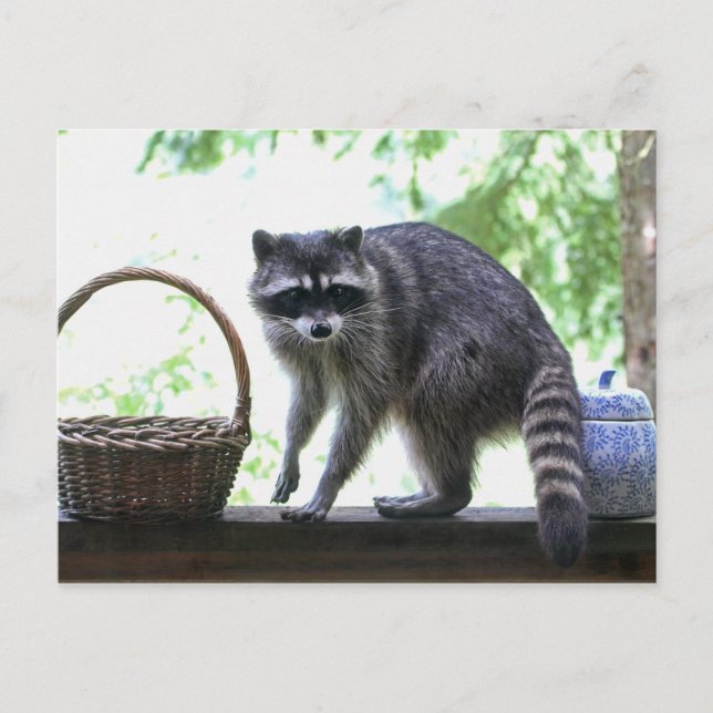 Racoon Picture Postcard (Front)