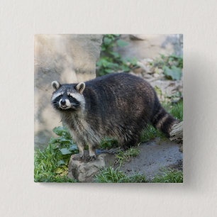 Racoon Pins