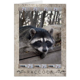 Racoon Portrait