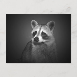 Racoon Portrait Postcard