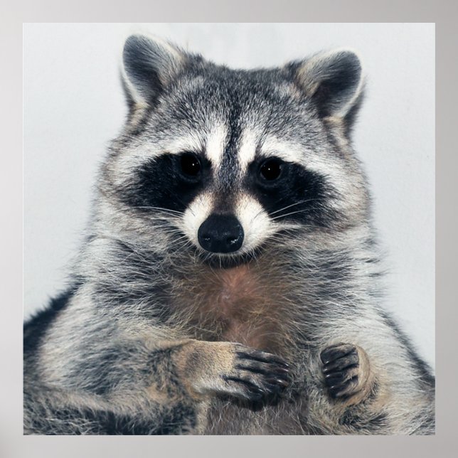 Racoon Portrait Poster (Front)